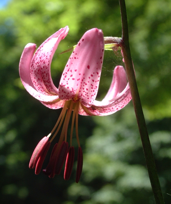 Lilium martagon / Giglio martagone
